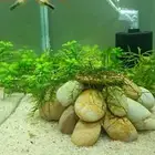 Nacchareal planted aquarium
