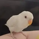 روز (تم البيع )