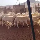 رخال حرش طيبه صنف الصنف 20 راس دفيع وضراب السوم 1400