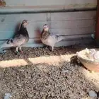 زوج كوري منتج