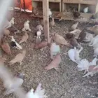 البيع كامل المجموعة فتح الباب 35