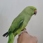 بيبيه او دره