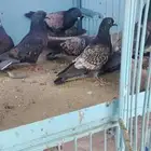 4 جوز حمام نسيم الليل