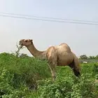 جمل اركي