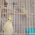 اجواز كروان واجواز قولدن فينش