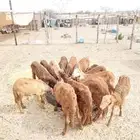 طليان سواكني للتربية