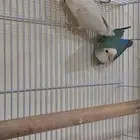 جوز روز مع فرخين