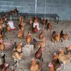 دجاج فرنسي مهجن عربي