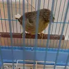 كناري جولستر كرست