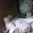 فروخ روز البينو