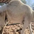 حاشي مفرود طايش