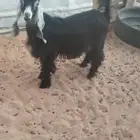 تيس ذبح عمره 4شهور