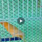 ذكر كناري جاسب جاهز تغريد حريقه ما شاء الله