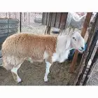 خروف صنف رباع من حلال عمر حنس الجعيد يقشع على شرط