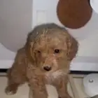جراوي بودل
