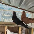 زوج حمام مالطي سوبر جامبو منتج