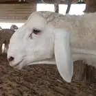 مشروع فحول برص تم البيع