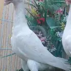 حمام جوزين بغدادي