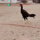 ديك بكستني
