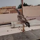 دجاج اذناب