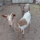 معزتين جنوبيه