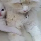 قطه للتبني