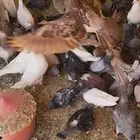 عشة حمام
