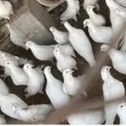 حمام فرنسي