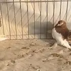 فولكا أصفر