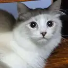 أنثى جميلة واليفه رادغور للبيع 70 ريال فقط 9 شهور عمرها