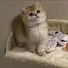 ابي قطوه انثى تبني