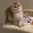 ابغى قطوه تبني تكون انثى