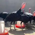 دجاج رومي
