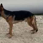 كلب جيرمن شيبرد شولاين