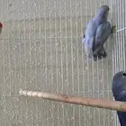 حبات روز مجهوله الجنس