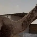 الاشقح التمامي منتج ومشروط