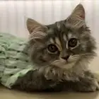 قطة مع كامل اغراضها لتر بوكس وكل شيء