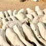 ضان صنف