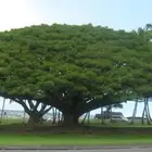 بذور اضخم الأشجار حول العالم 