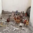دجاج بلدي بياض