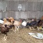 دجاج بلدي