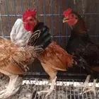 ديوك