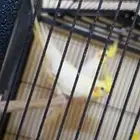 كروانات لاتينو منتجه