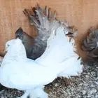 زوج رقاص هندي للبيع