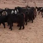 غنم للبيع ببواط