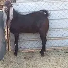 فحول للبيع