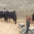 معزا مواليد