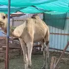 قعدان تربية