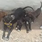 جراوه بيتبول عمر شهر ونص