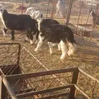 طليان نجد